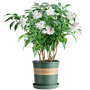 狗牙花 水晶茉莉 丁香茉莉花 当年开花植物花卉 庭院绿植阳台盆栽