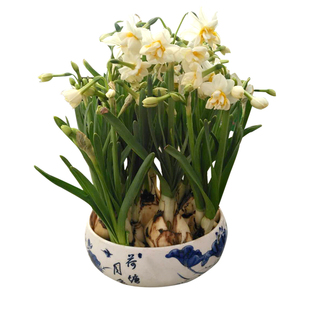 【整箱】复瓣水仙花种球水养植物漳州重瓣花种子水培花卉玉玲珑