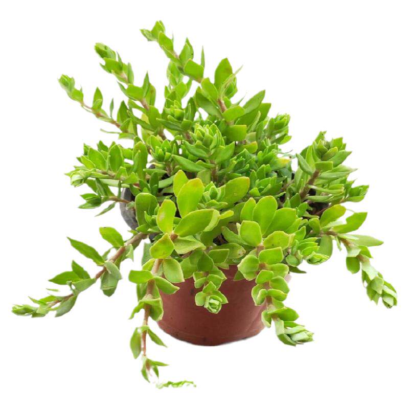 多肉植物阳台净化空气美好环境