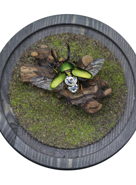 蒸汽朋克机械改造甲虫标本