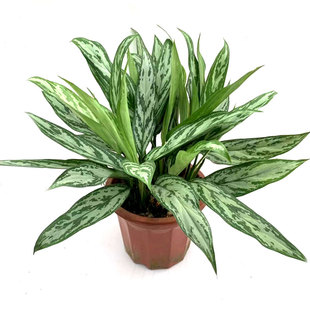 银皇后盆栽苗室内办公客厅四季常青水土培花卉净化空气易养护好养