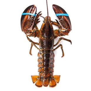 波士顿龙虾大波龙鲜冻海鲜速冻澳洲龙虾超大特大1只装1至10斤包邮