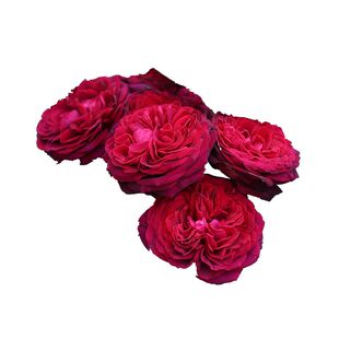 P11小苗月季红达婆罗洲之香不眠之夜特拉方特老园丁庭院盆栽花卉