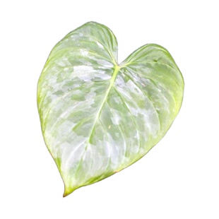 包邮 宏伟索迪罗杂蔓绿绒 室内大叶片绿植观赏植物阳台花卉热植