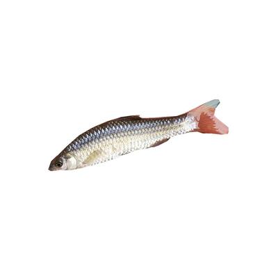 喂乌龟的小鱼苗淡水草鱼麦穗鱼练手鱼饲料鱼龙鱼饲料活体鱼闯缸鱼