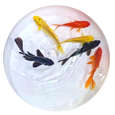 活体草金锦鲫金鱼冷水淡水鱼好养