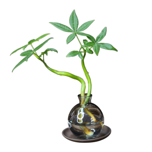 水培植物发财树奇趣造型办公室内桌面绿植招财摆件四季常青好养
