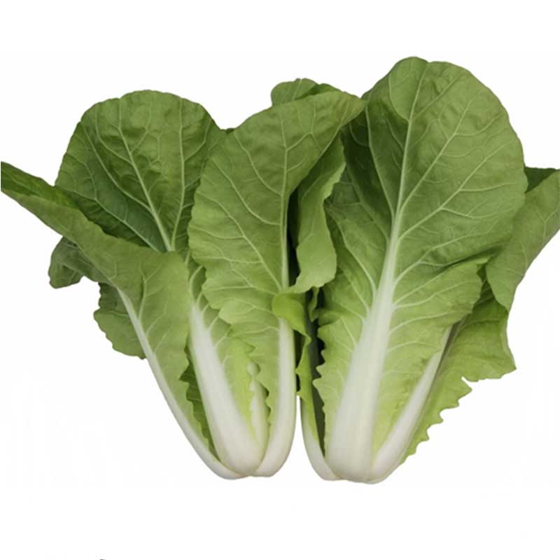 蔬菜种子春季阳台小白菜青菜种子