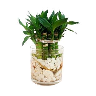 小盆栽编织龙竹观音竹招财发财竹富贵竹植物水养客厅室内水培绿植