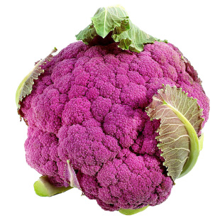 紫花菜秧苗带土发货特色花椰菜西蓝花苗春秋四季菜花阳台蔬菜苗