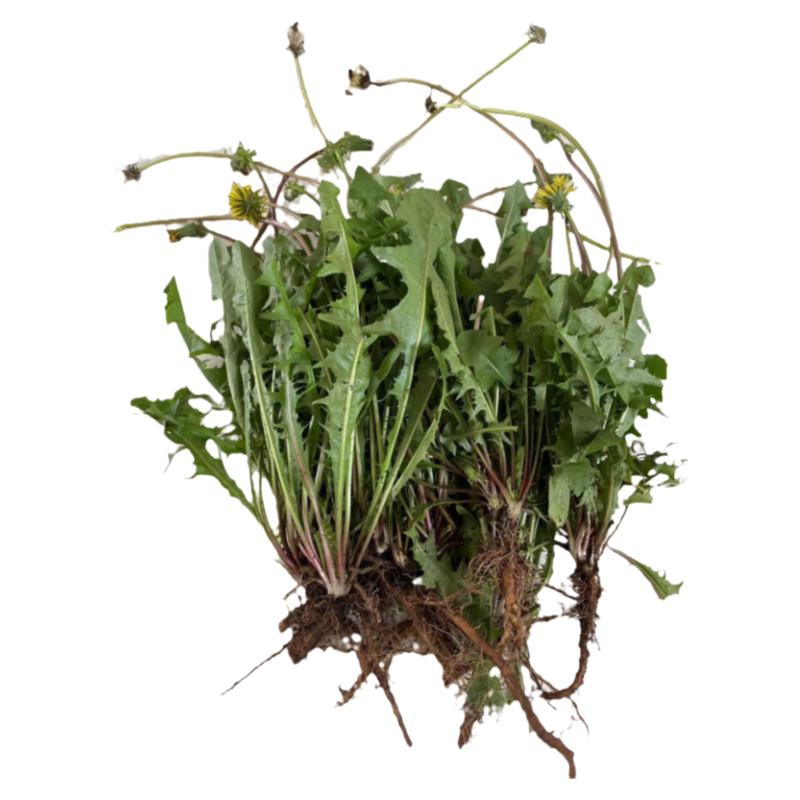 现挖新鲜蒲公英带根带花特级黄花地丁婆婆丁中药材野菜老根包邮