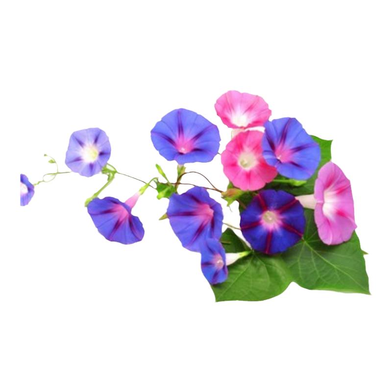 庭院围栏小区花坛爬藤喇叭花种子