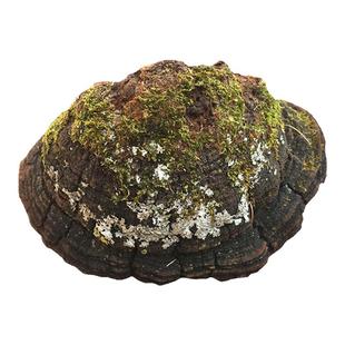 长白山野生桑黄平盖灵芝黄云芝赤灵芝茯苓非other/其他五菌汤方