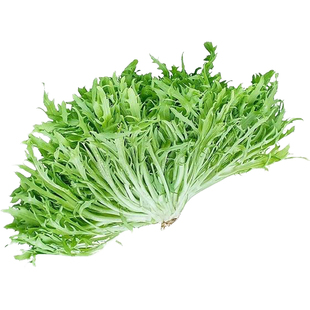 荷兰苦苣种子苗细叶苦菊黄心苦菜四季生菜蔬菜孑种籽菜籽大全青菜