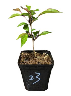 日本盆栽樱花一年2次花原生矮化
