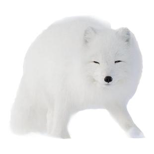 涂山包邮家养北极雪狐宠物狐狸活体网红白狐冰岛狐黑花狐幼崽定金