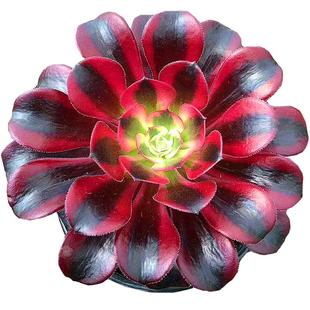 多肉植物法师粉女巫美杜莎红覆轮万圣节黑法师缀化大颗手捧花老桩