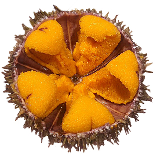 海胆鲜活紫黄胆刺身即食日料马粪海胆新鲜水饺炒饭超大连海鲜水产