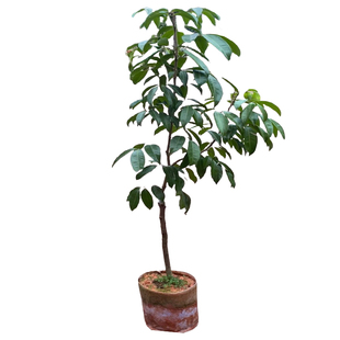 荔枝树苗嫁接果树无核桂味妃子笑盆栽四季水果苗种植进奉庭院晚熟