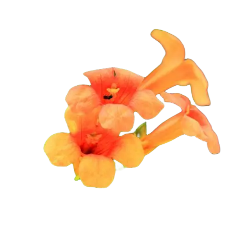 四季凌霄花大苗爬藤植物耐寒老桩树苗美国室外庭院墙粉色炮仗花卉
