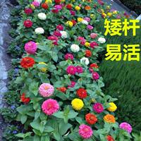 Marigold seeds are heat-resistant, mosquito-repellent and snake-repellent flowers, suitable for planting in rural courtyards in spring, with a long flowering period thumbnail 8