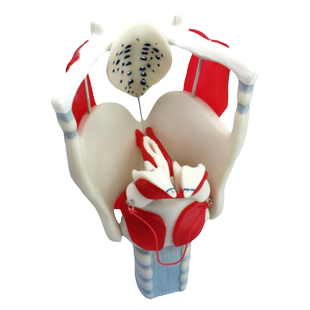 ENOVO颐诺 人体医学用喉结构与功能放大模型 耳鼻喉科五官科喉解模型声乐教学 喉软骨模型喉气管镜喉肌发声带