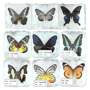 真蝴蝶标本摆件展翅蜻蜓昆虫标本学生diy幼儿园生日礼物道具拍摄