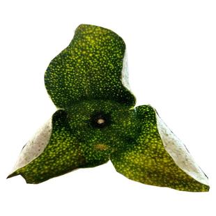 新品上市2025年新鲜茶枝柑自晒青皮二红皮大红皮 干皮500克