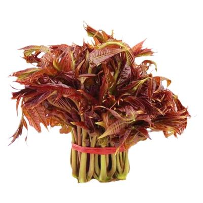 贵州野菜新鲜头茬香椿芽顺丰包邮