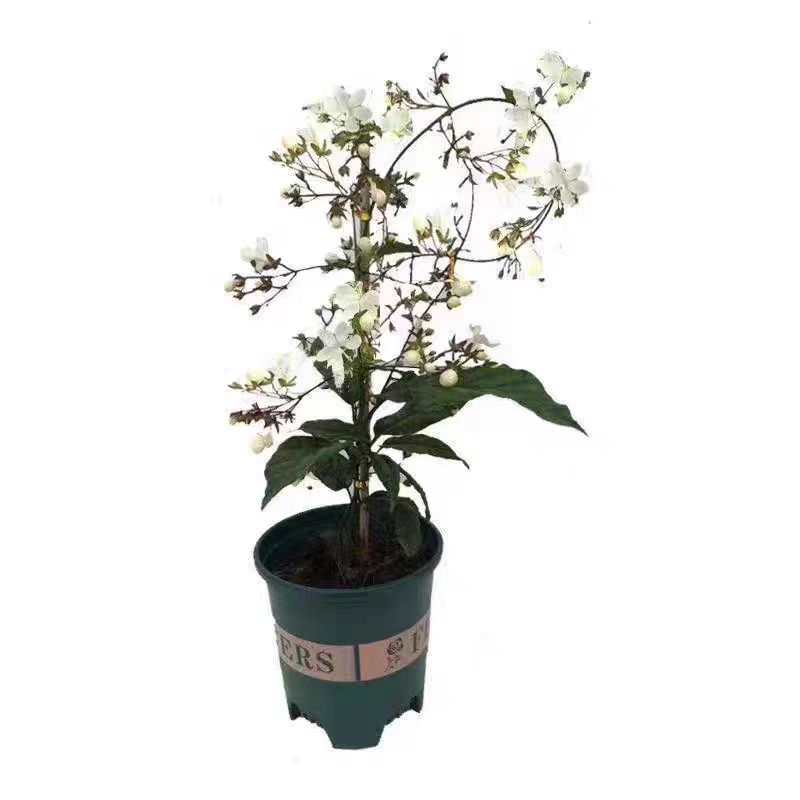 垂丝茉莉盆栽带花苞阳台垂吊花卉