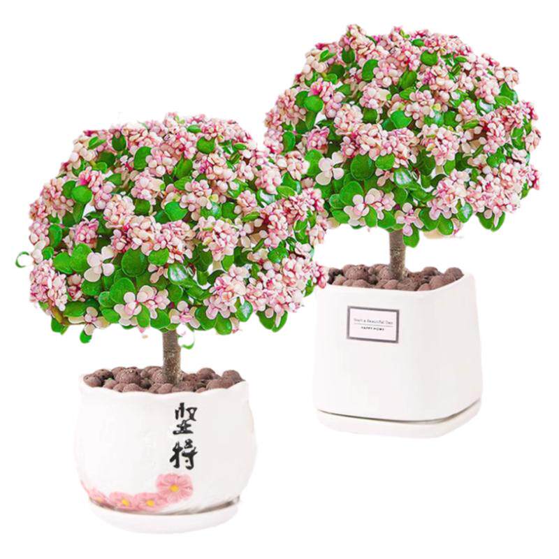 金枝玉叶盆栽老桩多肉水培植物室内花办公室绿植好养净化空气