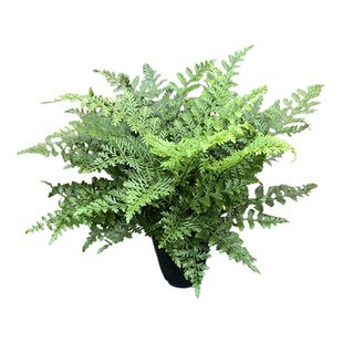 四季常绿宝石蕨吉姆蕨盆栽绿植客厅办公室耐阴好养庭院花镜绿植物