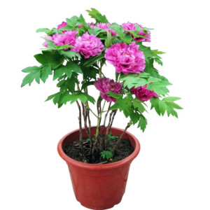 菏泽牡丹花苗大苗洛阳观赏盆栽带花苞四季阳台庭院室内外好养的花