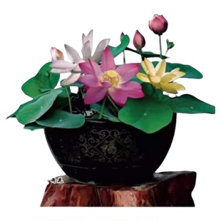 盆栽碗莲种子四季好养活室内水培水养睡莲植物花种子鲜花水里