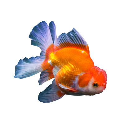 红狮子头金鱼鸿运当头红鱼苗冷水鱼龙镜淡水鱼闯缸鱼宠物鱼观赏鱼