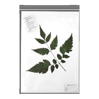 标本台纸腊叶植物中药普查专用
