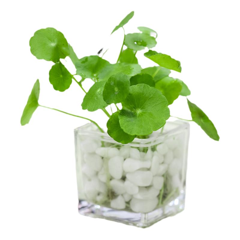 花卉套餐防辐射水培植铜钱草吊兰