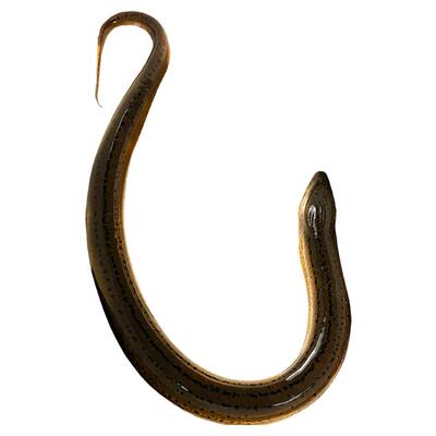 野外现捕黄鳝新鲜活体长鱼