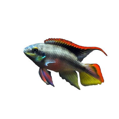 红肚凤凰鱼南美西非短鲷慈鲷鱼热带观赏鱼荷兰蓝肚红肚凤凰鱼活体