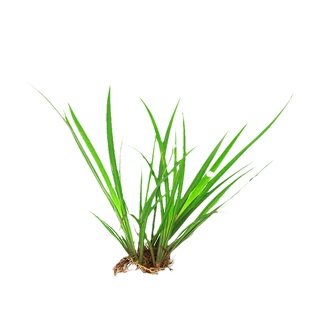 石菖蒲水草水陆缸造景素材鱼缸草铁丝兰迷你小剑兰水剑后景绿植草