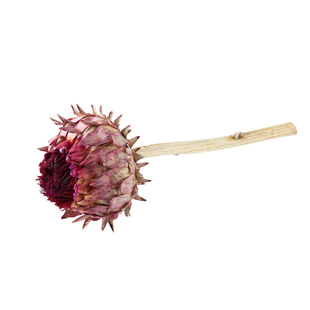 霸王花南非进口天然干花韩式小众个性插花高级感花束装饰帝王花