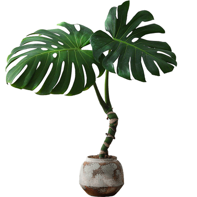 除甲醛神器！大型龟背竹子老桩