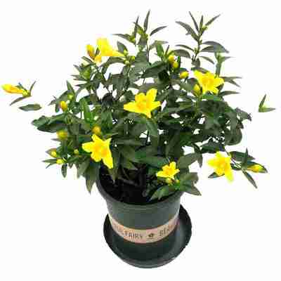 法国香水爬藤植物阳台庭院茉莉