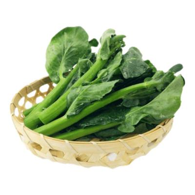 甜脆鸡腿芥兰秧苗芥兰菜苗粗条芥兰高产秋冬四季阳台盆栽种蔬菜苗