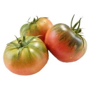 正宗铁皮草莓柿子苗秧西红柿苗四季南方阳台菜苗老品种番茄种子