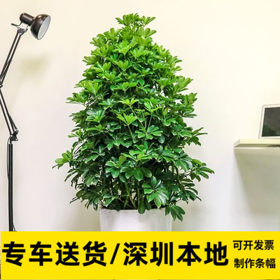 深圳鸭脚木盆栽鹅掌柴苗鹅掌木大型植物花卉室内绿植全城免费配送