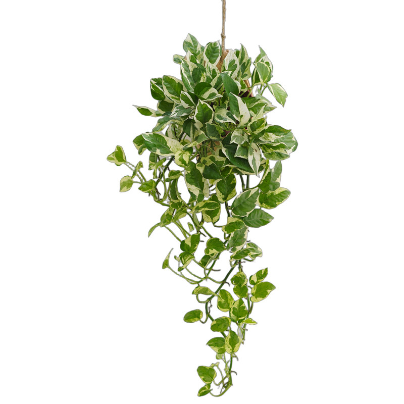 雪莹常春藤小盆栽藤类植物桌面绿植雪花葛枫叶爱心常春藤花卉盆景