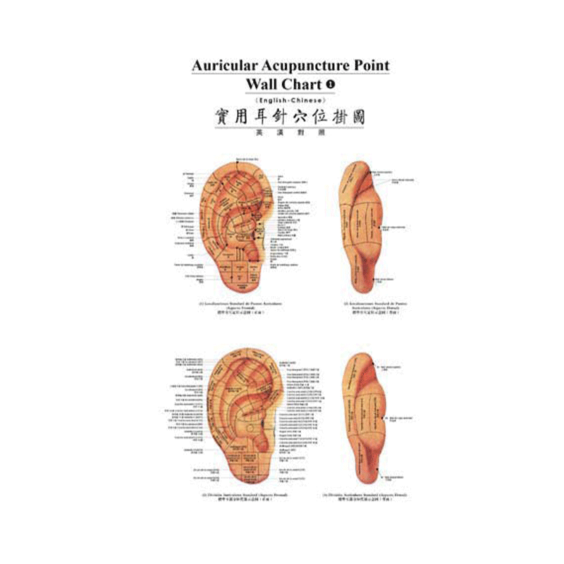 实用耳针穴位挂图（西汉对照）人体穴位9787117080002中医外文书