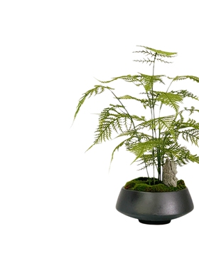 新中式花艺仿真绿植文竹桌面盆景