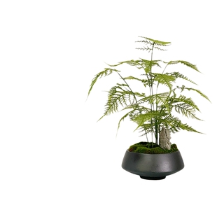 新中式仿真绿植文竹盆景样板房客厅酒店玄关植物茶室盆栽桌面摆件